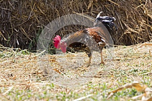 Rooster in grass