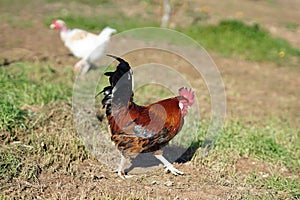 Rooster on the grass
