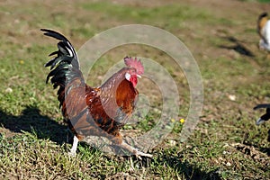 Rooster on the grass
