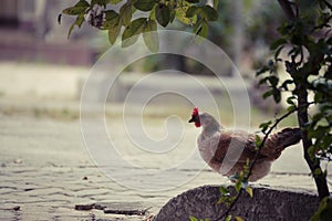 Rooster in green field.
