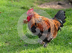 Rooster on the green grass, poultry farming