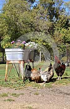 Rooster guards hens