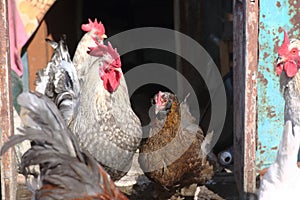 Rooster and han walking on poultry yard