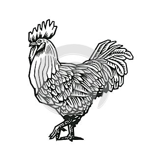 Rooster or hand drawn in medieval engraving style. Gorgeous farm bird isolated on white background. Vector illustration in mo