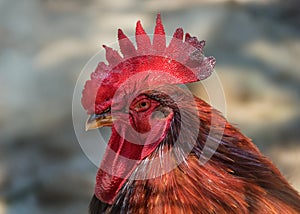 Rooster head close up