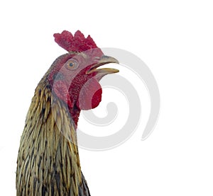 Rooster head, cock fighting on a white background, walking path