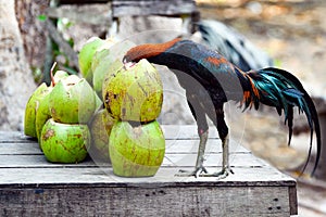 Bellissimo gallo Testa verde noce di cocco pericoloso un ridicolo situazione 