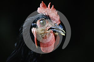 A rooster head portrait photo