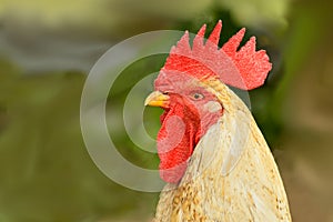 Rooster - head side closeup