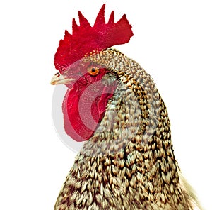 Rooster head on white background