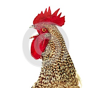 Rooster head on white background