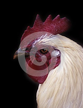 Rooster headshot