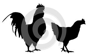 Rooster and hen photo