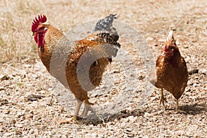 Rooster and Hen