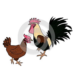 Rooster and hen