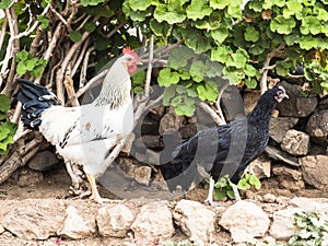 Rooster Hen Agriculture Barnyard Fowl.