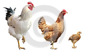 Rooster, hen and chicken, isolated photo