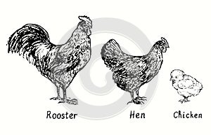Rooster,hen and chicken side view. Ink black and white doodle drawing