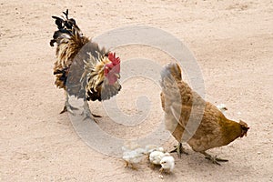 Rooster, hen and chicks photo