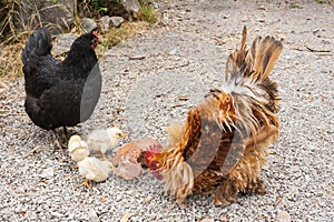 Rooster with hen and chicks pecking