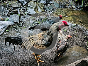 Rooster, hen and chicks
