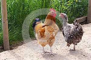 Rooster and hen circle each other, rooster with orange, brown, creme-white and black-blue feathers, black and white speckled hen.