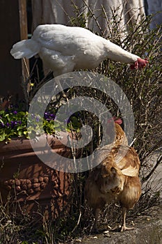 the rooster and the hen climbed into the garden and pecked at the bush