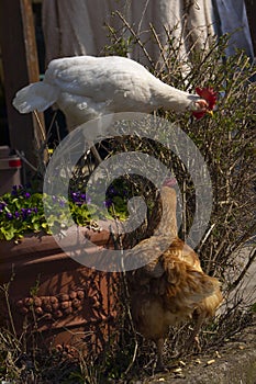 the rooster and the hen climbed into the garden and pecked at the bush photo