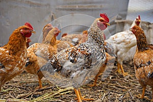 The rooster and hen are the domestic subspecies of the species Gallus gallus photo