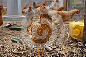 The rooster and hen are the domestic subspecies of the species Gallus gallus photo