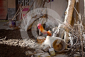 Rooster and hen in the farm