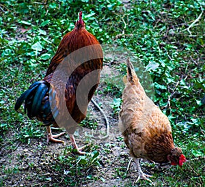 Rooster and a hen in farm