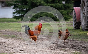 Rooster and hen on farm