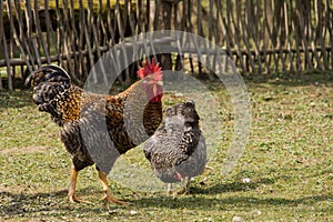 Rooster and hen on a farm