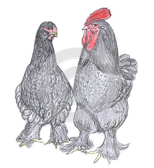 Rooster and hen, farm animal, sketch
