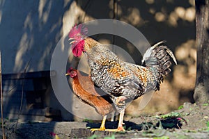 Rooster and hen in a farm, Nepal