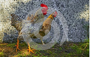 rooster and hen looking one way against a background of a stone wall