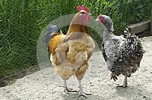 Rooster and hen, rooster with orange, brown, creme-white and black-blue feather, black and white and black speckled hen.
