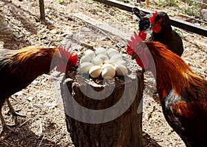 A rooster and a hen stand near a nest with chicken eggs. Free range poultry in the backyard. Eco farm.