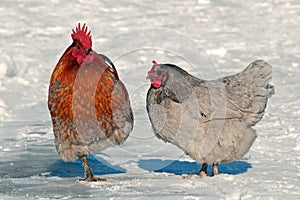 Rooster and hen standing in snow in wintery landscape.