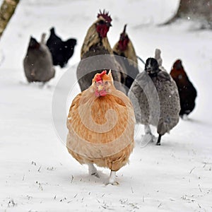 Rooster and hen walk on snow in wintery landscape.