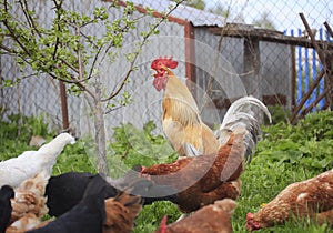 Rooster and hen walking around the farm yard in the summer among the grass