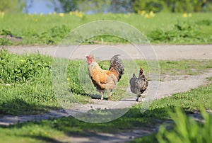 Rooster and hen walking around the farm yard in the summer among the grass
