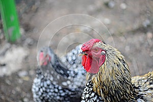 Rooster and hen wynadotte