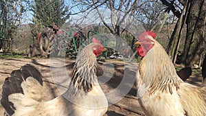 Rooster and hens