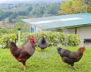 Rooster and Hens