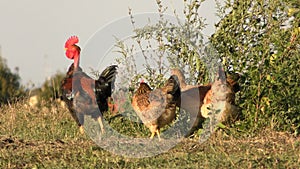 Rooster with hens