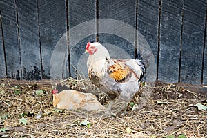 Rooster and hens