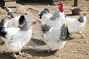 Rooster and hens with black and white feathers