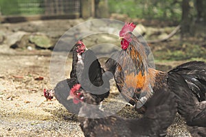 Rooster and hens in the chicken coop